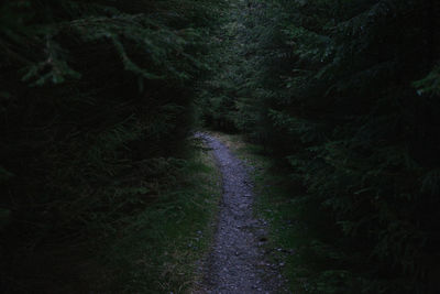 Narrow road along trees in forest