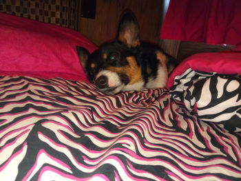 Portrait of dog resting on bed at home