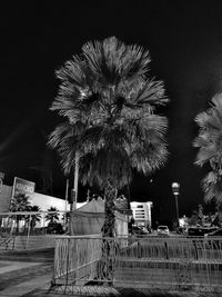 Low angle view of palm trees at night