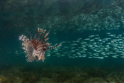 High angle view of fish swimming in sea