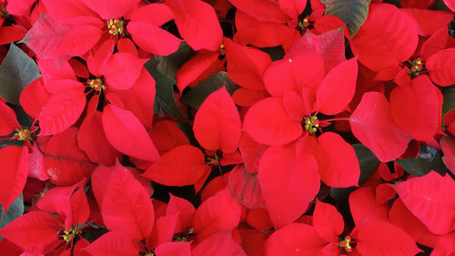 Full frame shot of red flowering plants