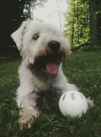 Dog standing on grass