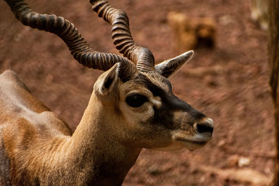 Close-up of deer