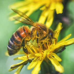 Close-up of bee pollinating on flower