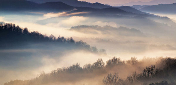 Trees on field during foggy weather