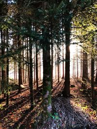 Trees in forest