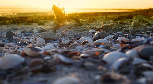 Close-up of pebbles on beach against sky during sunset