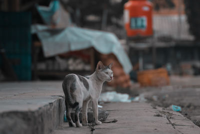 Cat looking at camera while standing outdoors