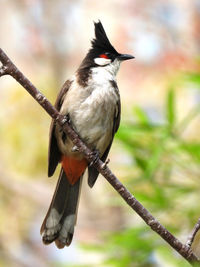 Hear how the birds, on every blooming spray, with joyous music wake the dawning day.