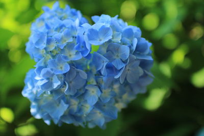 Blue flowers blooming in spring