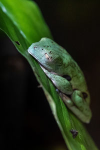 Close-up of frog on plant