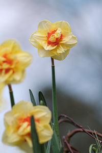 Close-up of yellow flowering plant