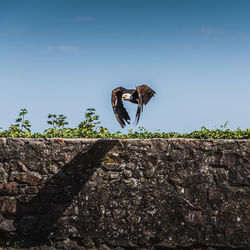 Low angle view of a bird against the sky