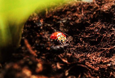 Close-up of ladybug on field