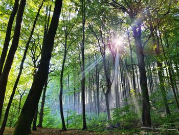 Low angle view of sunlight streaming through trees in forest