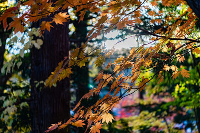 Low angle view of maple tree