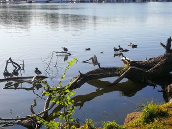 Birds swimming in lake