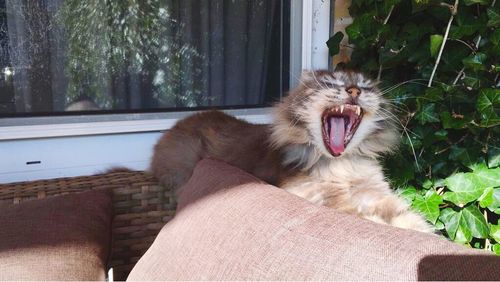 Close-up of cat yawning