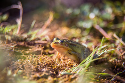 A beautiful common green water frog enjoying sunbathing in a natural habitat at the forest pond. 