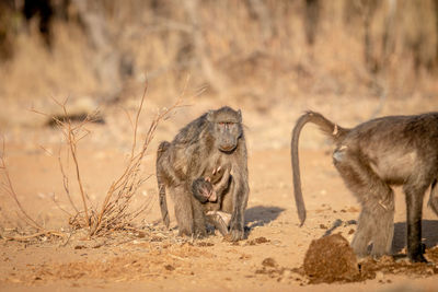 Monkeys in a field