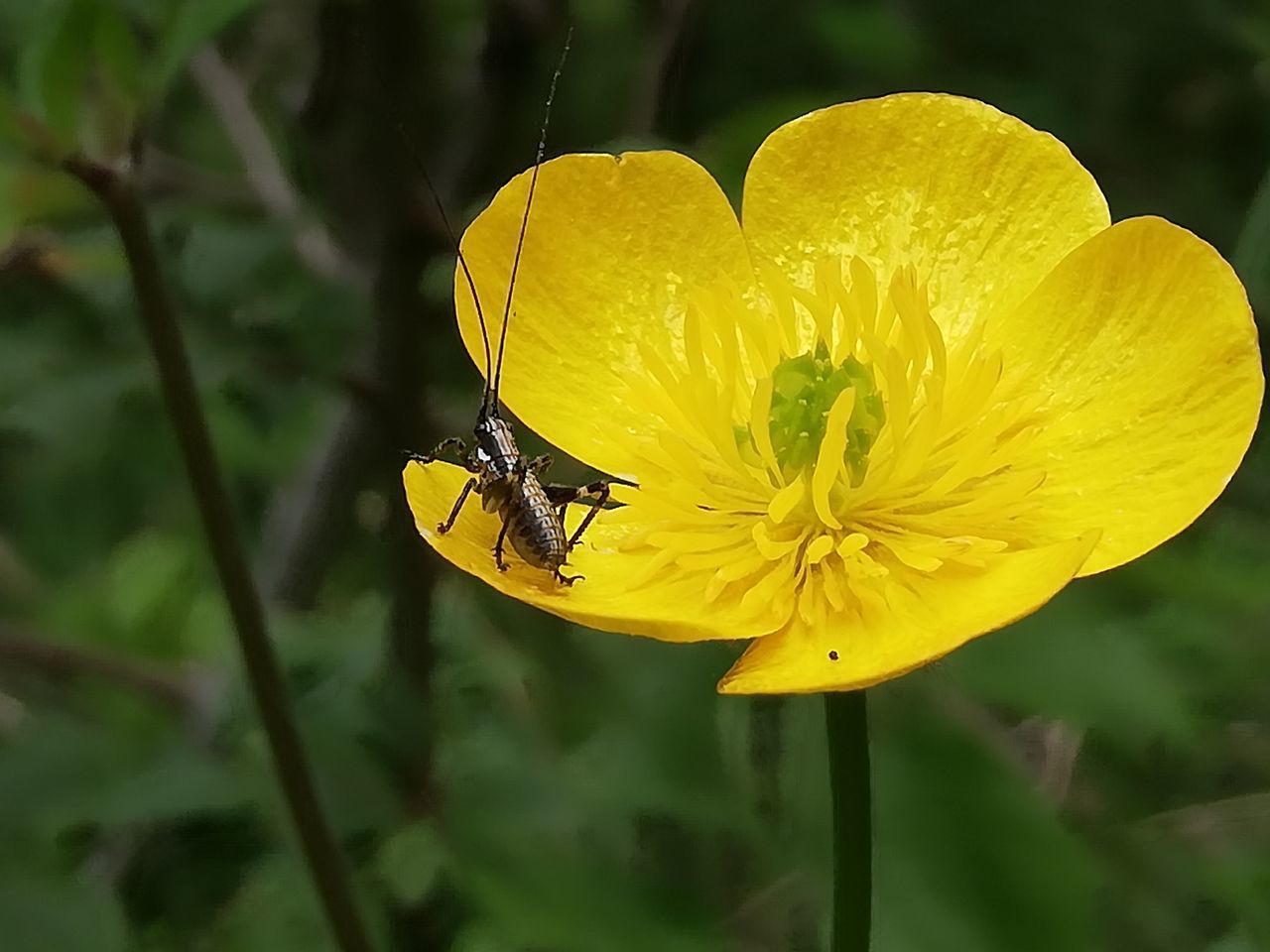 CLOSE-UP OF INSECT POLLINATING ON FLOWER