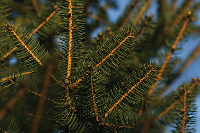 Close-up of pine tree