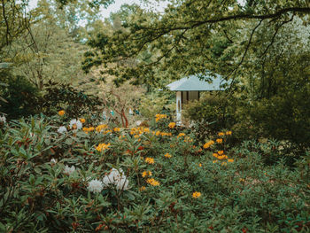 Flowering plants and trees on field