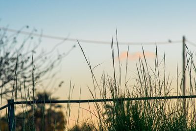 Close-up of grass on field against clear sky