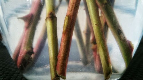 Close-up of plant against blurred background