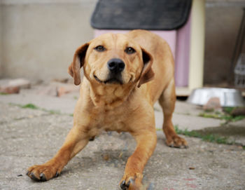 Portrait of dog sitting on footpath