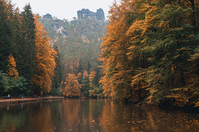 Trees by lake during autumn