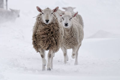 Sheep standing on snow covered field