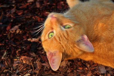 Close-up of a cat lying on field