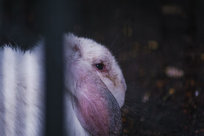 animal