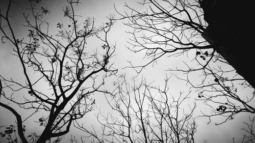 Low angle view of bare trees against sky