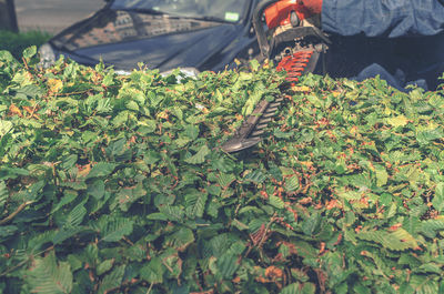 High angle view of vegetables on plant