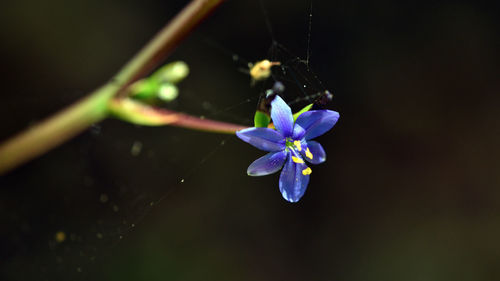 Close-up of purple flowering plant