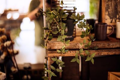 Close-up of potted plant on table