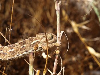 Close-up of dead plant on land