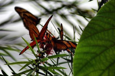 Close-up of butterfly on plant