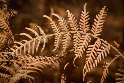 Close-up of plants