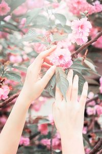 Close-up of hand holding pink cherry blossom