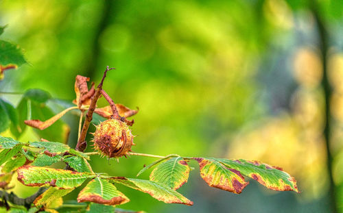 Close-up of insect on leaves