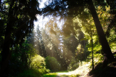 Sunlight streaming through trees in forest