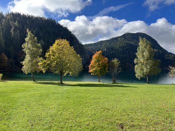 Trees on field against sky