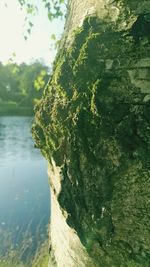 Close-up of moss on tree trunk