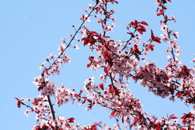 Low angle view of cherry blossoms against sky