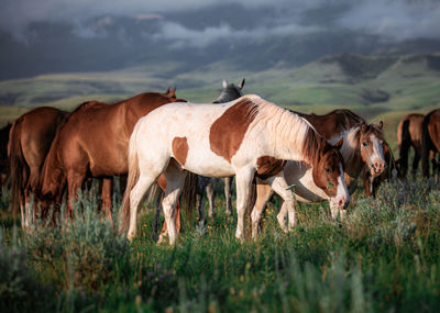 Horses standing in a field