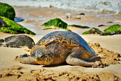 Close-up of turtle on beach