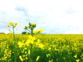 Scenic view of oilseed rape field against sky